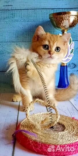 Золотой шотландский принц
