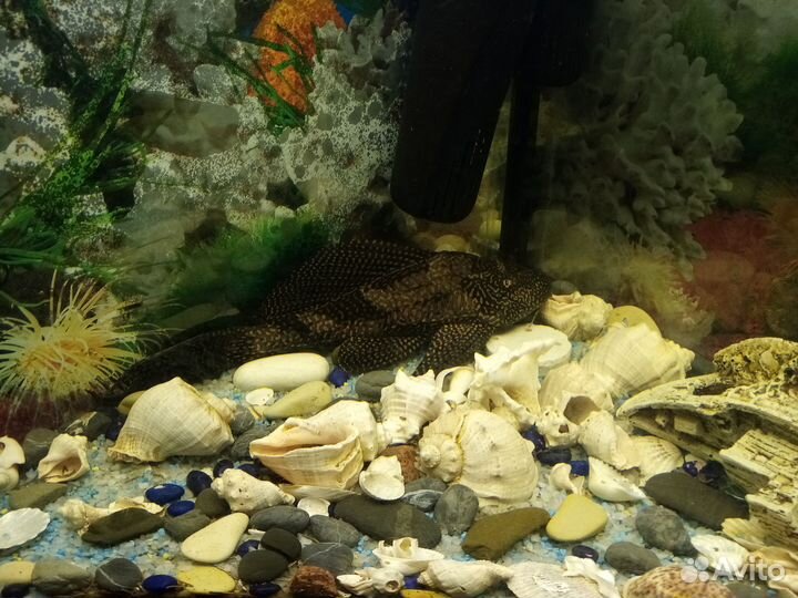Аквариум100л, тумба. Продаю с сомом. Торг