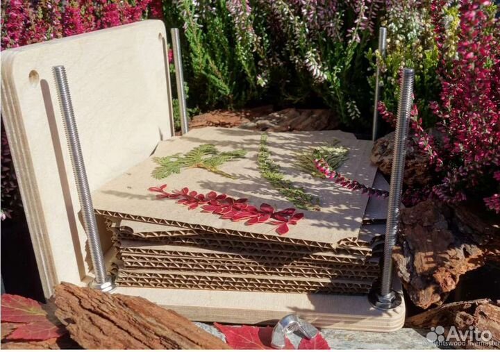 Сухоцветы и гербарий под индивидуальные заказы