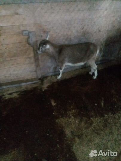 Продам козу
