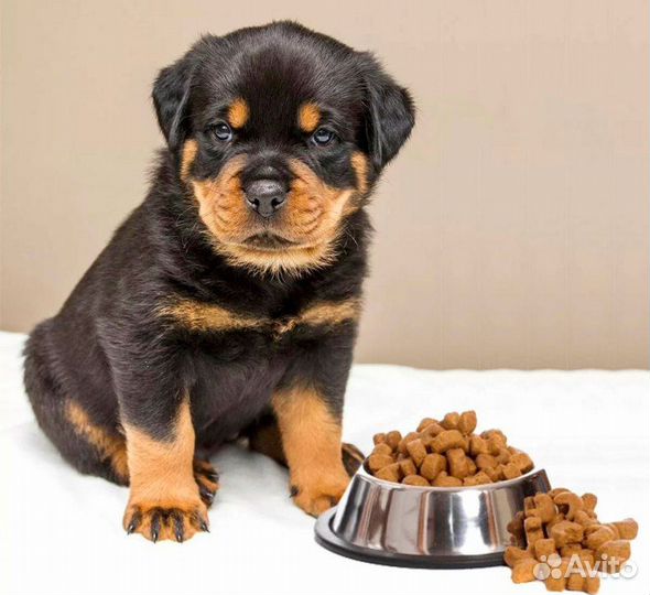 Корм для собак