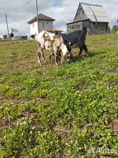 Англо нубийские козочки (даром)
