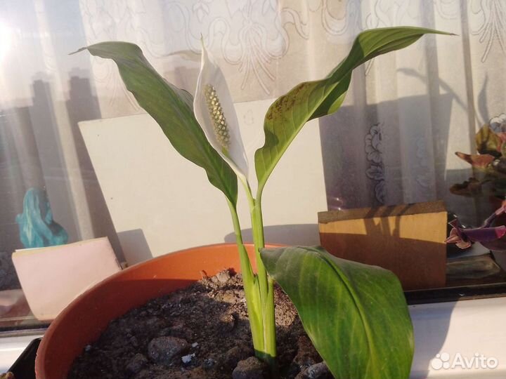 Спацифиллум 