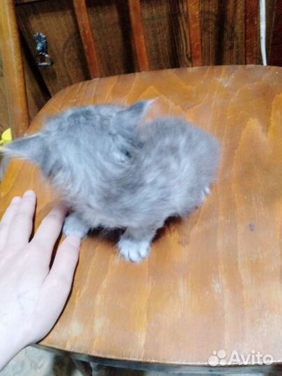 Кошки в добрые руки