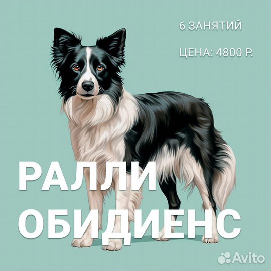 Ралли Обидиенс, дрессировка собак