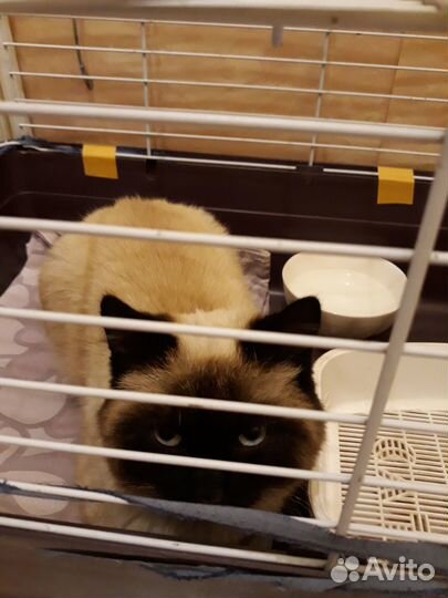 Котик ищет дом