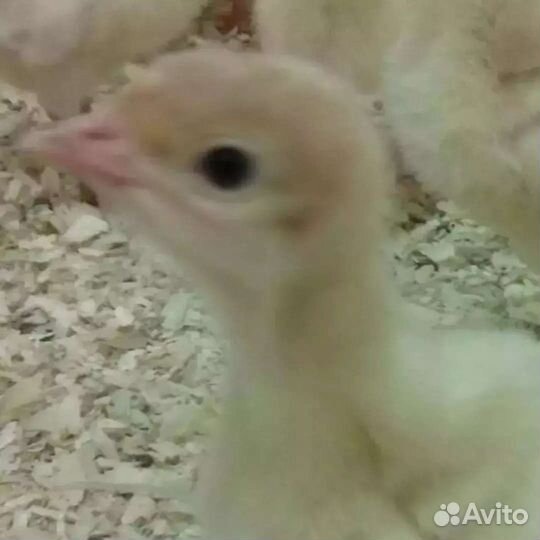 Индюшата Биг 6