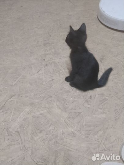 Котенок девочка в добрые руки