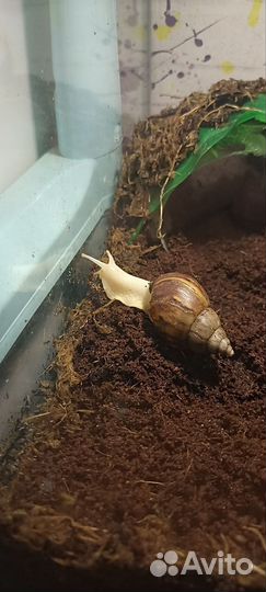 Улитки ахатины