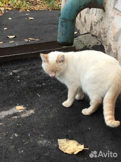 Кот