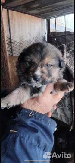 Продам щенят