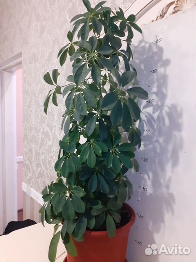 Шефлера 95 см