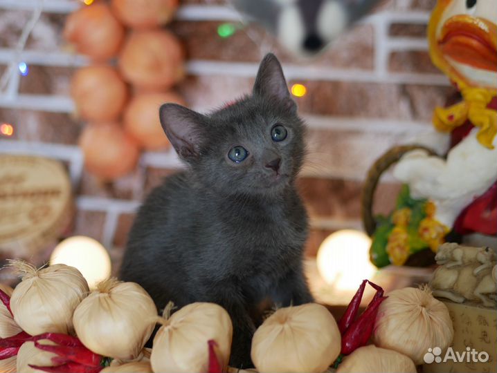 Черные, серые милашки мальчики девочки