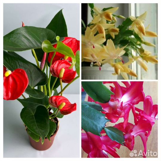 Декабрист пеларгония каланхоэ