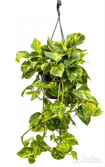 Сциндапсусы, аглаонема