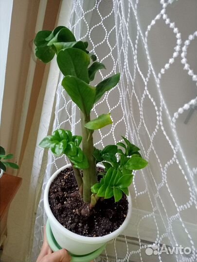 Замиокулькас зензи жук