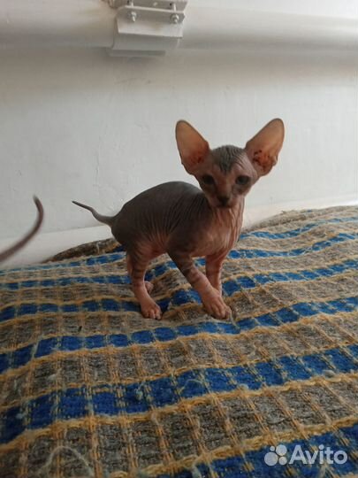 Канадский сфинкс