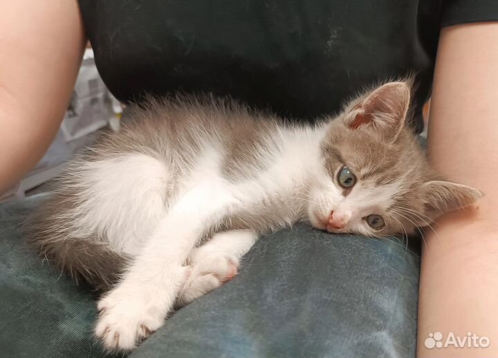 Котенок в добрые руки