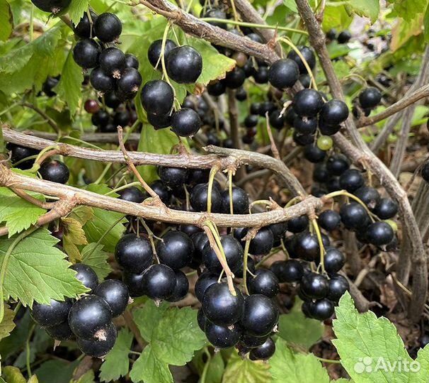 Саженцы Смородина черная Пигмей