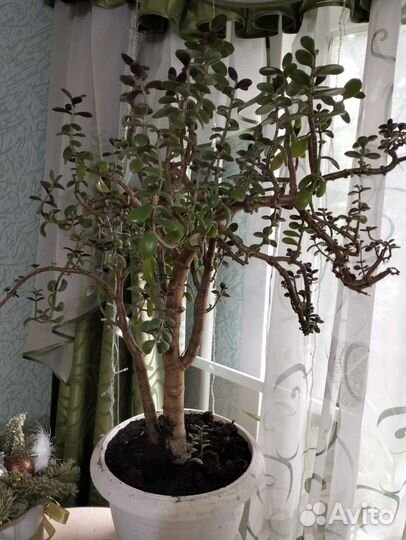 Крассула толстянка.Денежное дерево