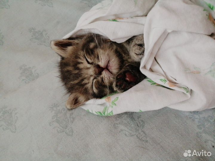 Кошка в дар бесплатно