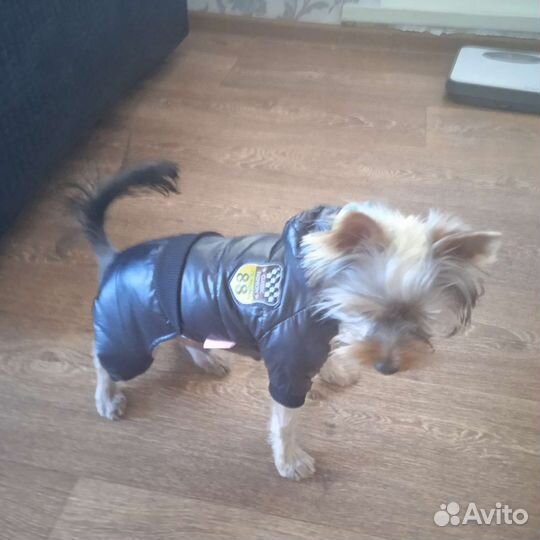 Комбинезон на маленькую собачку