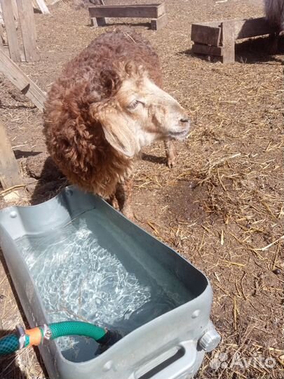 Продаются овцы