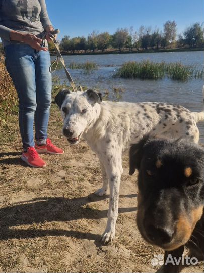 Собака в добрые руки