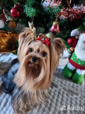 Йоркширский терьер