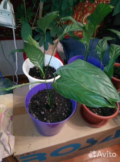 Спатифиллум