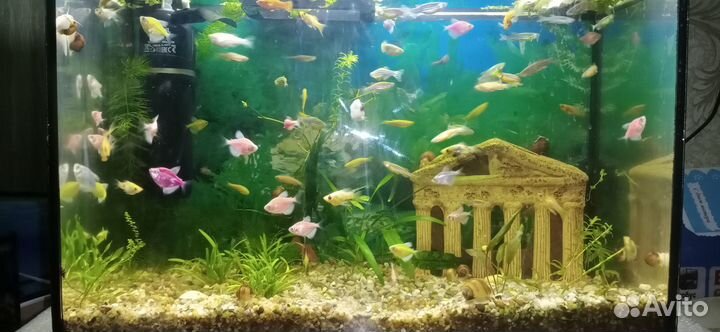 Аквариумные рыбки