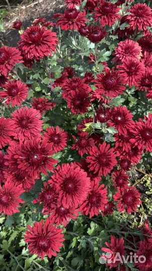 Хризантема кустовая