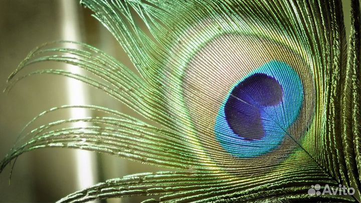 Перо павлина