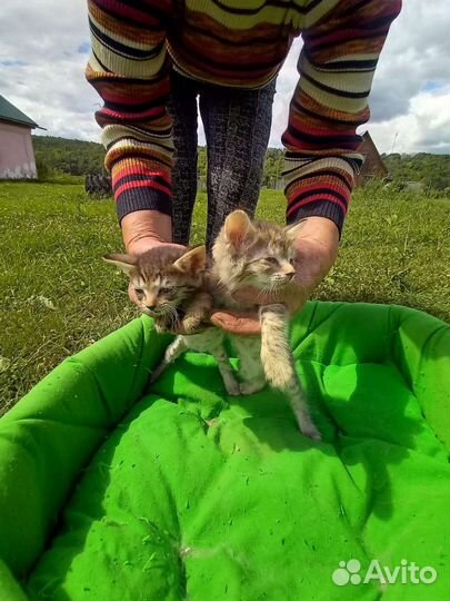 Домашние животные кошки