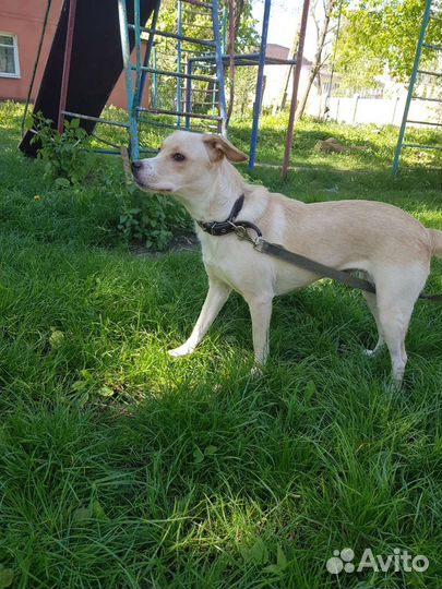 Митис лабрадора