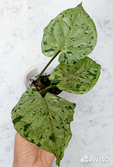 Ароидные и др