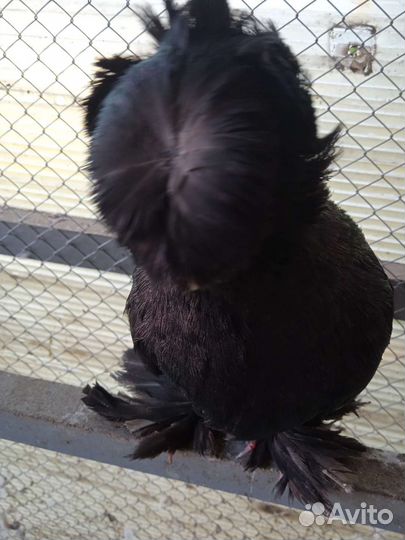 Голуби продажа