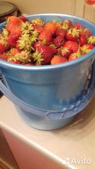 Рассада клубники