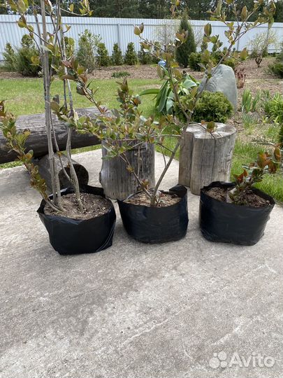 Черноплодная рябина саженцы