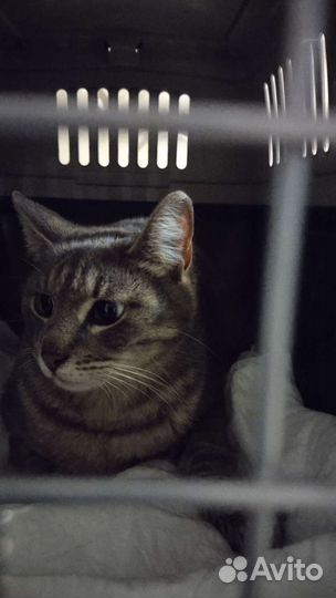 Сколько можно сидеть в клетке