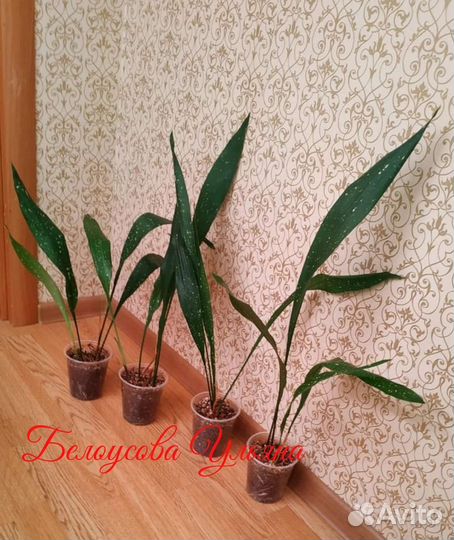 Аспидистра Милки вэй