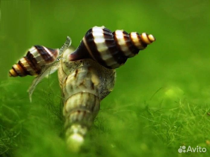 Хелена, Катушка, Мелания, Мариза