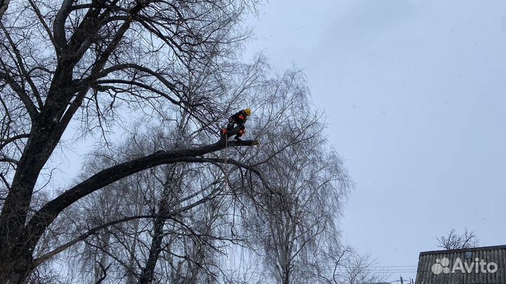 Спил деревьев. Расчистка участка