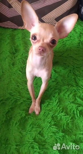 Продается щенок,ласковая девочка той терьер мини