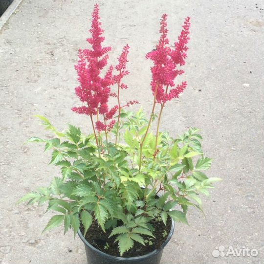 Астильба Фанал