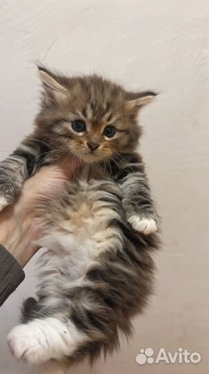 Сибирский мальчик с док-ми питомник