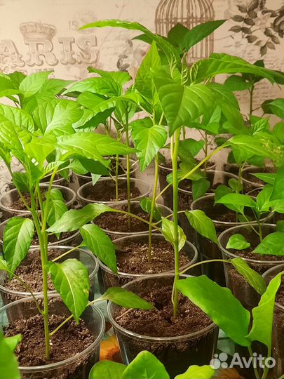 Рассада помидор