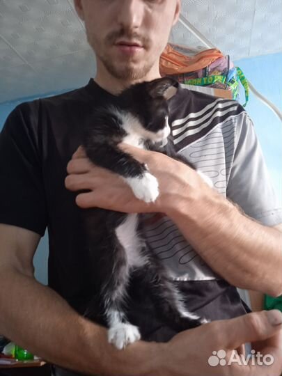 Отдам в добрые руки