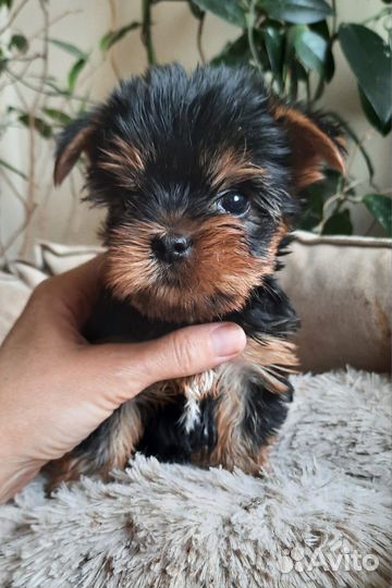 Мини крошки