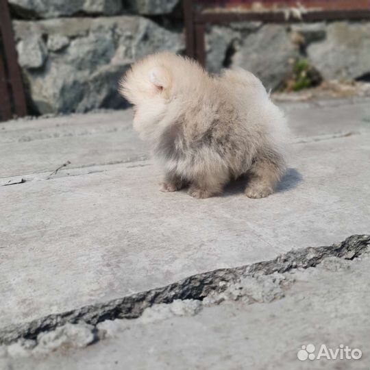 Шпице-Мишки